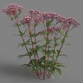 Eupatorium purpureum 05