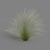 MT PM V55 Stipa tenuissima 01 02