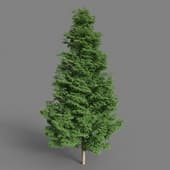 AM016 tree