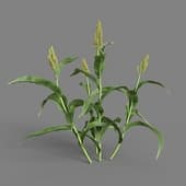 MT PM V38 Sorghum bicolor 01 02