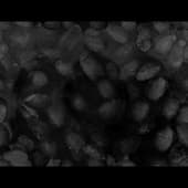 Fingerprints_14