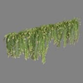 Combretum indicum Quisqualis indica # 1 (5 Model)