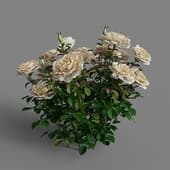 Rose plant set 1