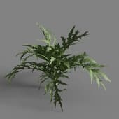 MT PM V93 Cynara scolymus 01 01