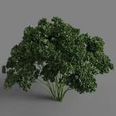 Petroselinum crispum 01 01