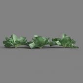 MT PM V38 Brassica oleracea 01 06