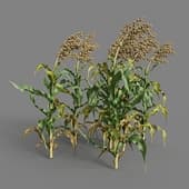 MT PM V38 Sorghum bicolor 01 08
