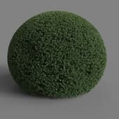 MT PM V28 Ilex crenata 01 07