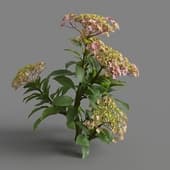 MT PM V70 Hydrangea macrophylla MistyRose 01 02