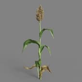 MT PM V38 Sorghum bicolor 01 04