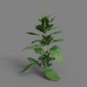 MT PM V38 Spinacia oleracea 01 07