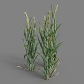 MT PM V38 Triticum 01 06
