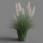 Cortaderia selloana 01 07