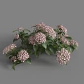 MT PM V70 Hydrangea macrophylla Pink 01 01