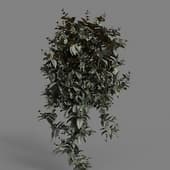 MT PM V86 Tradescantia zebrina bosse 01 04