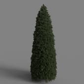 MT PM V28 Golden oriental arborvitae 01 07