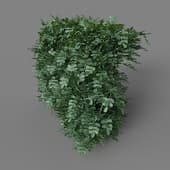 MT PM V77 Coronilla glauca 01 05