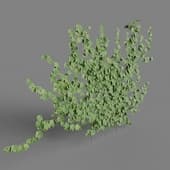 MT PM V86 Parthenocissus tricuspidata 01 04