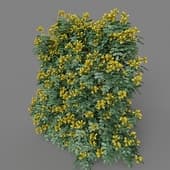 MT PM V77 Coronilla glauca 01 04