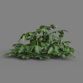 MT PM V38 Solanum tuberosum 01 03