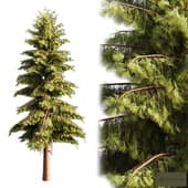 Pinus sylvestris