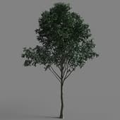 AM 154 057 Tilia 01