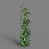 MT PM V38 Rubus idaeus 01 09