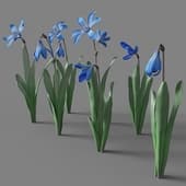 Scilla 03