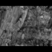 Fingerprints_10