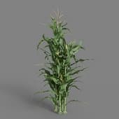 MT PM V38 Zea mays 01 06