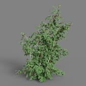 MT PM V38 Rubus idaeus 01 08