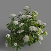 MT PM V70 Hydrangea macrophylla White 01 05