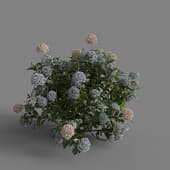 MT PM V70 Hydrangea macrophylla Mix 01 03