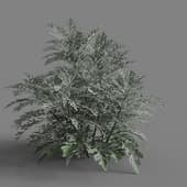MT PM V66 Jacobaea maritima 01 03