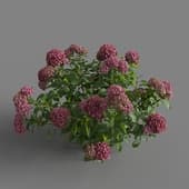 MT PM V70 Hydrangea macrophylla PaleVioletRed 01 05