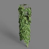 MT PM V86 Parthenocissus tricuspidata 01 02