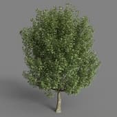 AM079 tree