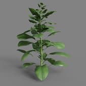 MT PM V38 Spinacia oleracea 01 06