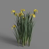 MT PM V69 Iris pseudacorus 01 03