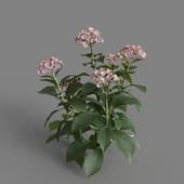 MT PM V70 Hydrangea macrophylla LavenderBlush 01 01