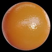 Jam Apricot