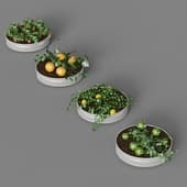 Kitchen garden vol 2