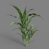 MT PM V38 Zea mays 01 02