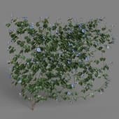 MT PM V68 Ipomoea nil 01 06