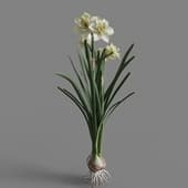 MT PM V69 Narcissus tazetta 01 02