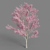AM026 tree