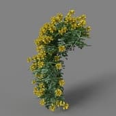 MT PM V77 Coronilla glauca 01 03