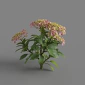 MT PM V70 Hydrangea macrophylla MistyRose 01 01