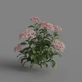 MT PM V70 Hydrangea macrophylla LavenderBlush 01 02
