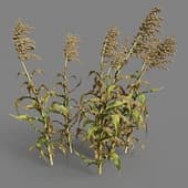 MT PM V38 Sorghum bicolor 01 09
